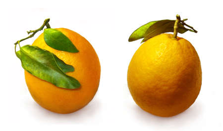 Two oranges with leafs isolated on a white backgroundの写真素材