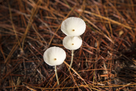 White mushrooms growing in pine needle bedの写真素材