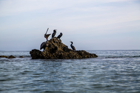 Sea birds Cormorant and Pelican on rocksの写真素材