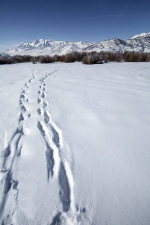 Tracks in beautiful winter snow mountain landscapeの写真素材