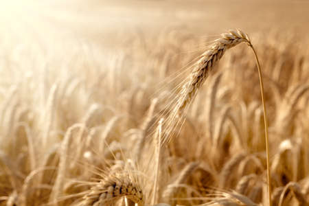 Golden wheat ear with the sun bathing the fieldの写真素材