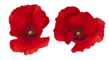Two red poppies seen from above isolated for using in compositions の写真素材