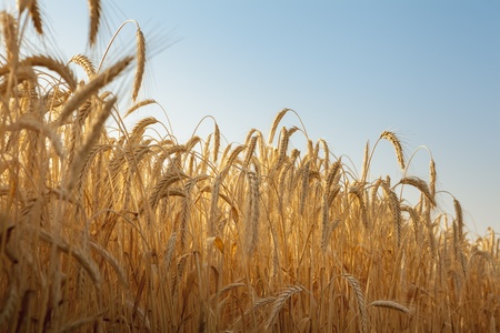 Wheat field with blue skyの写真素材