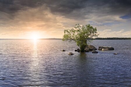 Lone tree growing right in the middle of a lake at dusk with a beautiful cloudscape