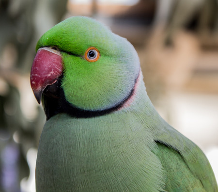 Green parrot
