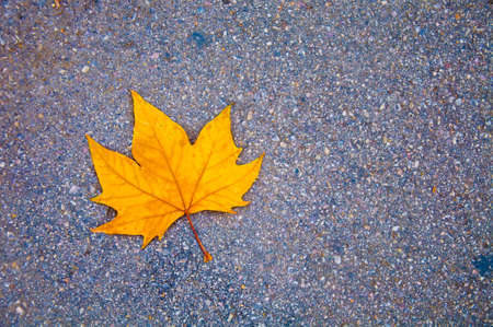 Maple on floorの写真素材