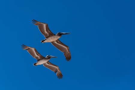 Two pelicans flying in formation and a blue skyの写真素材