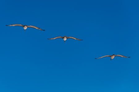 Three pelicans flying in diagonal formationの写真素材