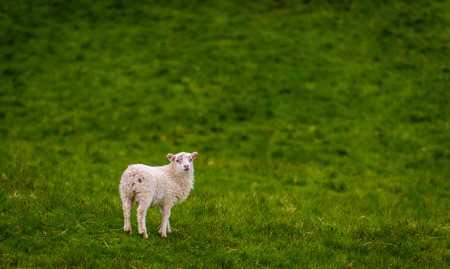 A lamb on a field of grass, Icelandの写真素材