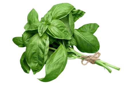 Fresh green basil herb leaves isolated on white background. Sweet Genovese basil.の写真素材
