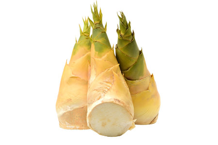 bamboo shoot isolated on white background, clipping path, full depth of fieldの写真素材