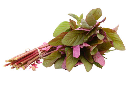 Bunch of fresh red spinach isolated on white background. Healthy food.の写真素材
