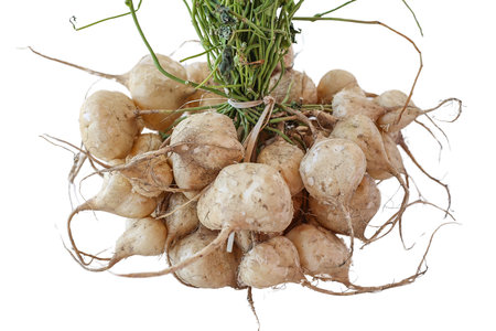 Bunch of fresh white radish isolated on a white background.の写真素材