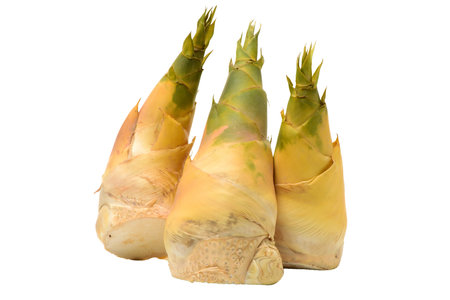 bamboo shoot isolated on white background with clipping path and shadow.の写真素材