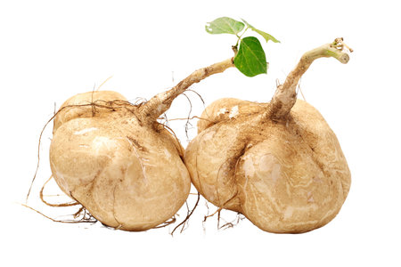 Sugar beet roots isolated on white background. Clipping path included.の写真素材