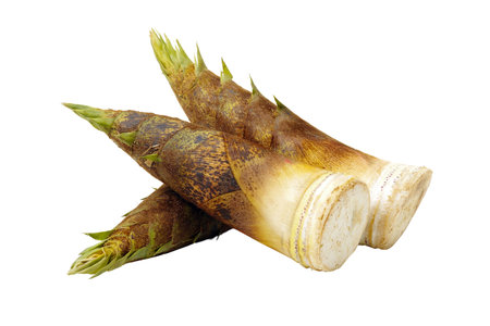 Bamboo shoots isolated on white background. Clipping path included.の写真素材