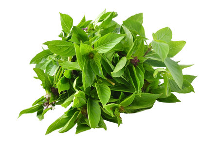 Fresh basil leaves isolated on white background. Clipping path included.の写真素材