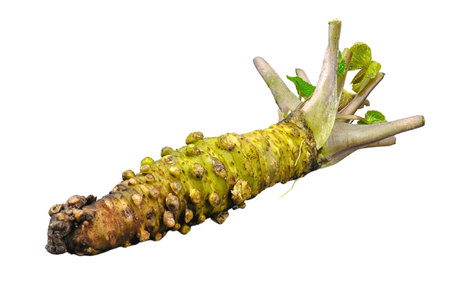 Horseradish root isolated on white background with clipping path.の写真素材