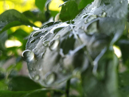 Raindrops in a leaf