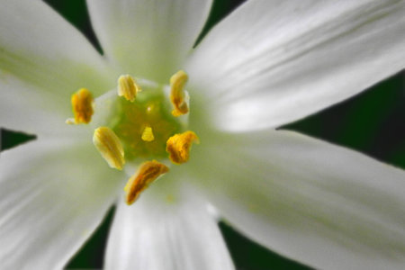 This White Rain Lily displays a very colorful array of exottice appearing reproductive parts   The flowerの写真素材