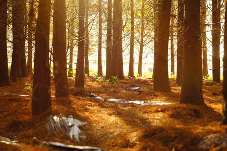 Taxodium distichumの写真素材