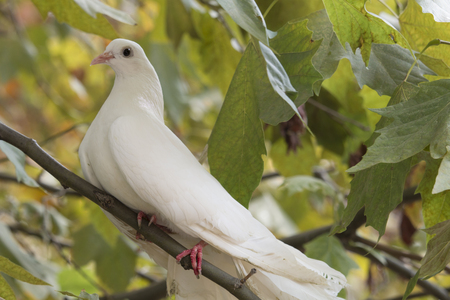 White Dove sitting on a tree branchの写真素材