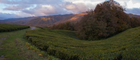 panoramic view of the tea plantations in the mountains. Against the background of a blue sky. Autumnの写真素材