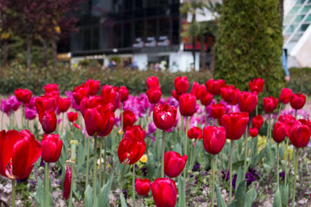 red tulips flowerbed in the city centerの写真素材