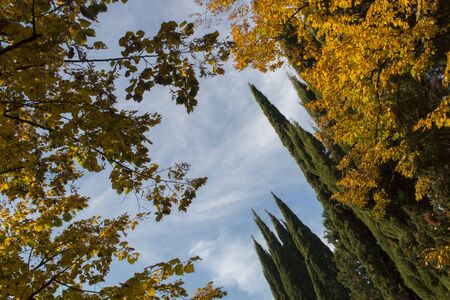 Branches of cypress and maples against the blue sky. Bottom view. autumnの写真素材