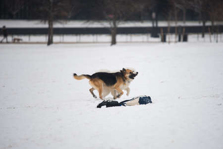 dog running in the snowの写真素材
