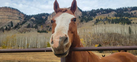 Horse - Ouray Coloradoの写真素材