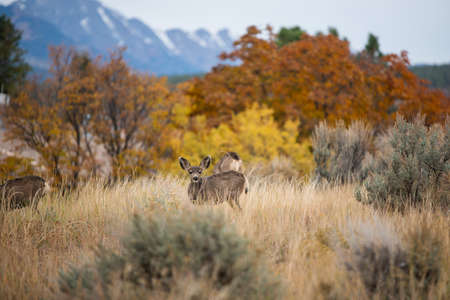 Deer seeking for food - Durango Coloradoの写真素材