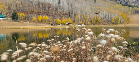 Wildflower along the lake - Ouray Colorado