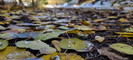 Fall Leaves on the ground - Telluride Coloradoの写真素材