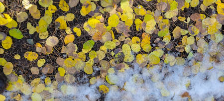 Fall Leaves on the ground - Telluride Coloradoの写真素材