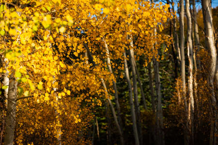 Fall colors in coloradoの写真素材