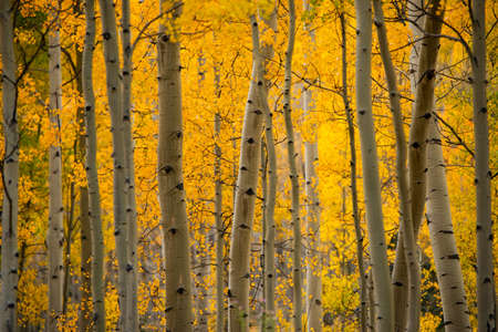 Fall colors in coloradoの写真素材