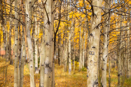 Fall colors in coloradoの写真素材