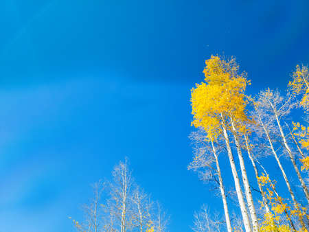 Aspen trees - Colorado in fallの写真素材