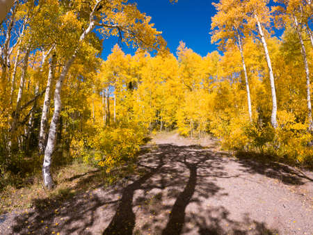 Aspen trees - Colorado in fallの写真素材