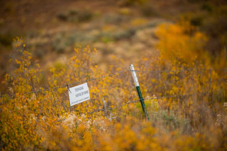 Aspen trees - Colorado fallの写真素材