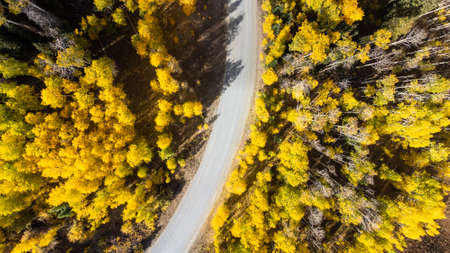 Fall color - Colorado