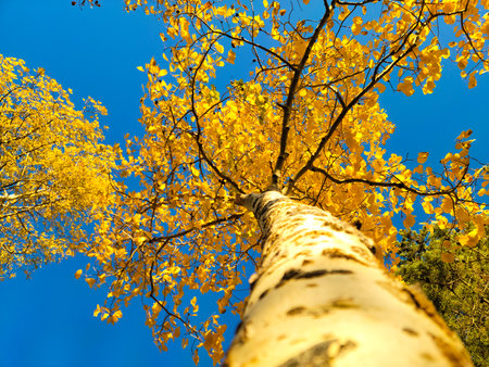 Aspen treesの写真素材