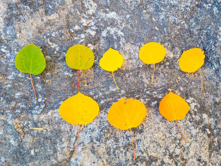 yellow autumn leavesの写真素材