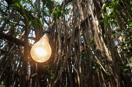 Incandescent lamp on the background of trees, India, Goaの写真素材