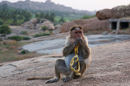 Monkey (macaque) is eating a banana. India.の写真素材