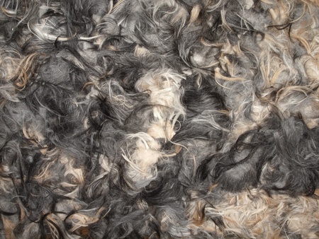 The background of the dog fur left after cutting 