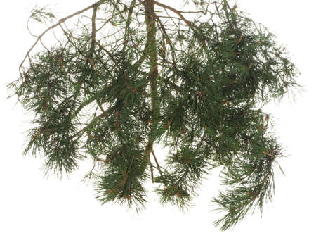 Dense pine branch with young cones isolated on a white background.