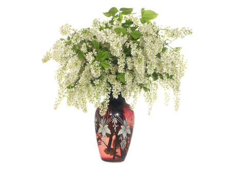 Branches of blooming bird cherry in a glass vase isolated on a white background.の写真素材