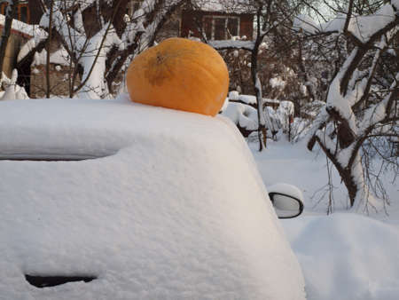 large orange pumpkin on a snow-covered car in an old garden. Winter still life.の写真素材
